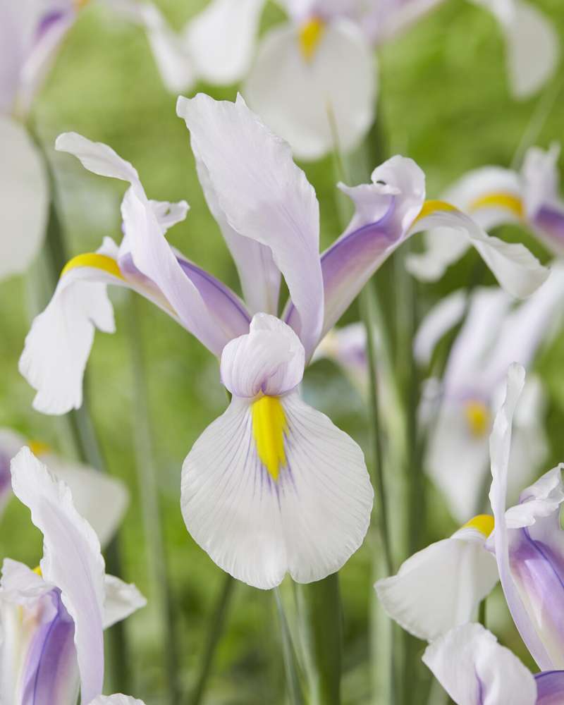 Iris Hollandica 'Carmen'